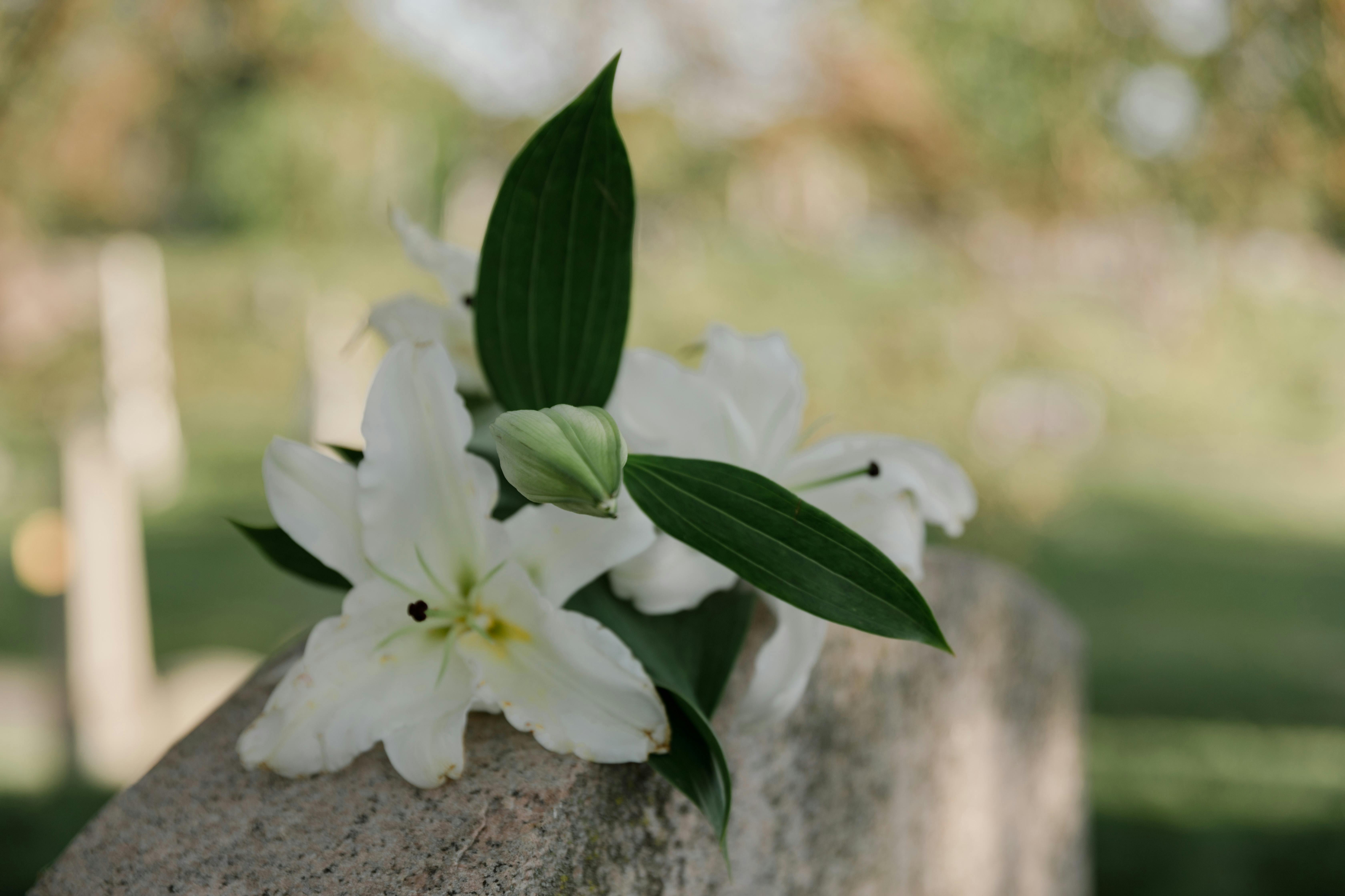 Peaceful cemetery with sunlight